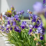 Ferienhaus Buna Breeze