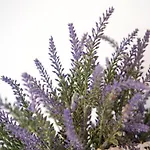 Buna Breeze * Blagaj