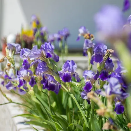 Tatil Evi Buna Breeze