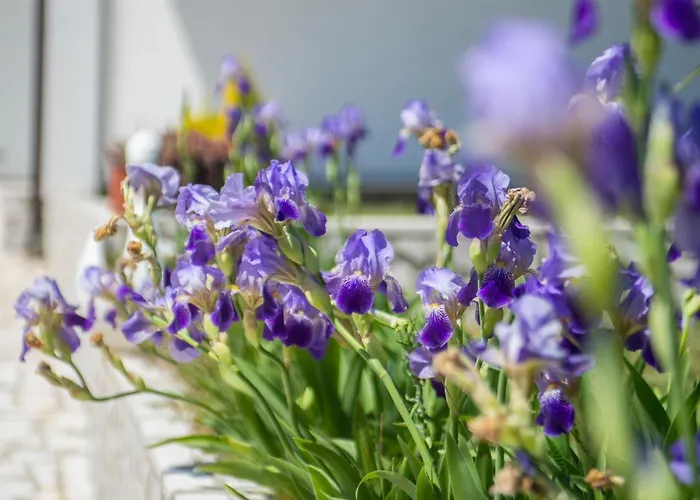 Semesterbostad Buna Breeze