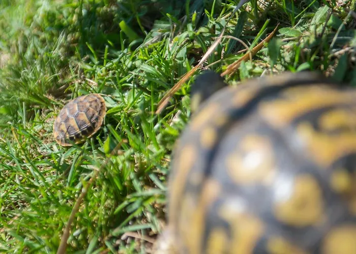 Semesterbostad Buna Breeze *